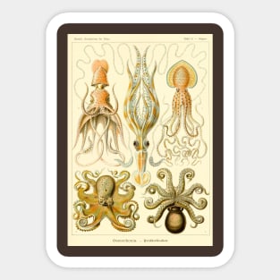 Squid and Octopus Gamochonia by Ernst Haeckel Sticker